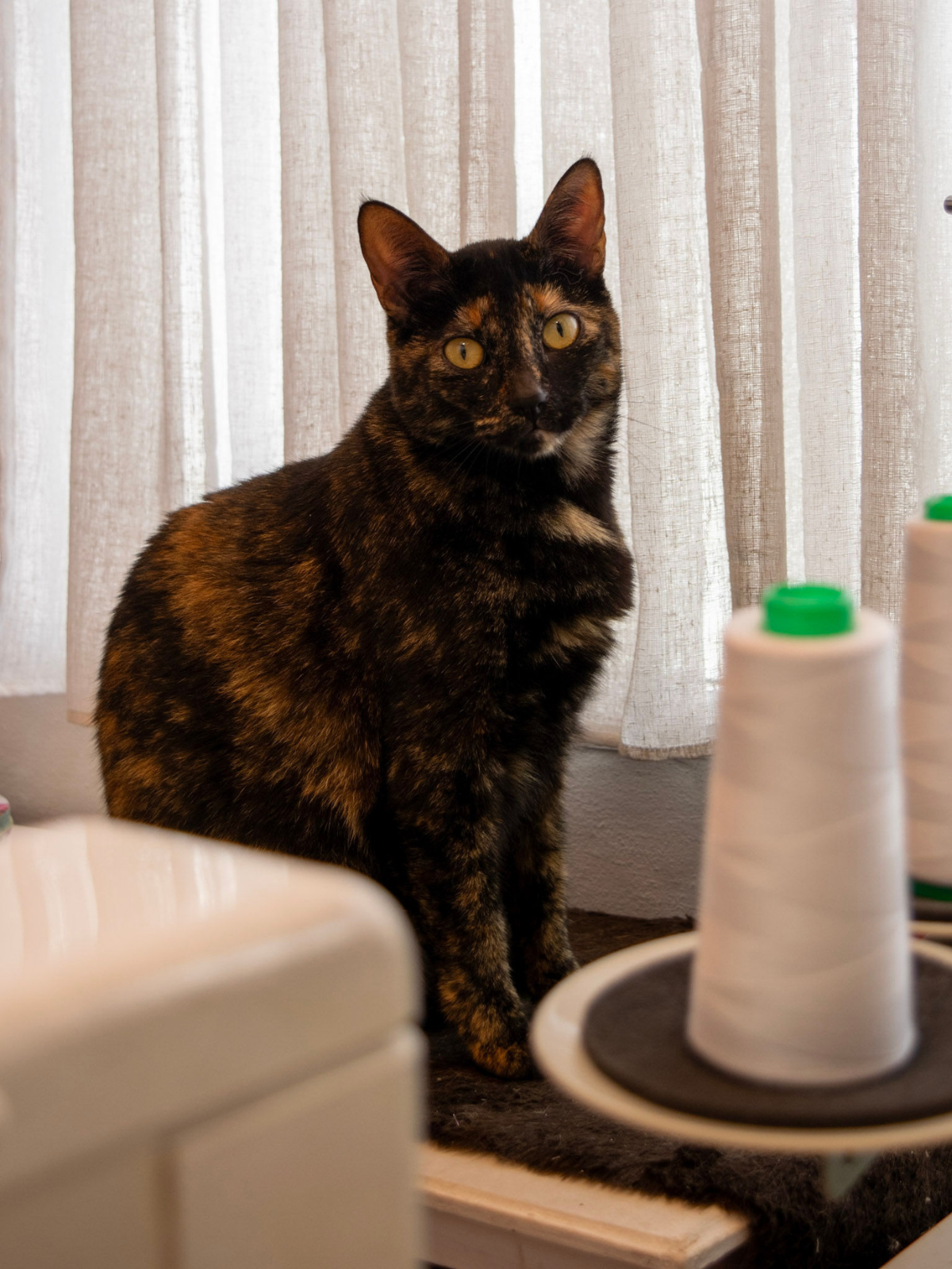 Diseño sin título - 2025-10-29T133516.848